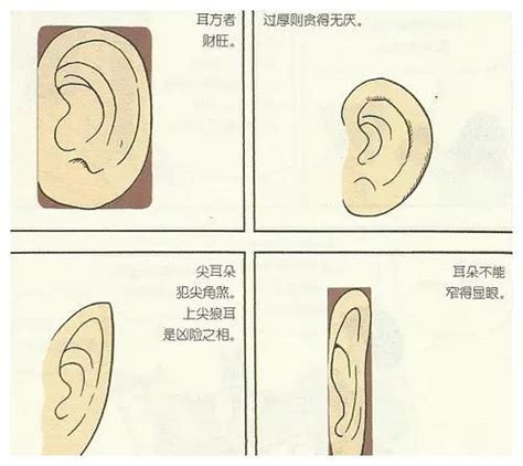 耳骨突出 面相|十六种耳朵面相图文分析三六风水网